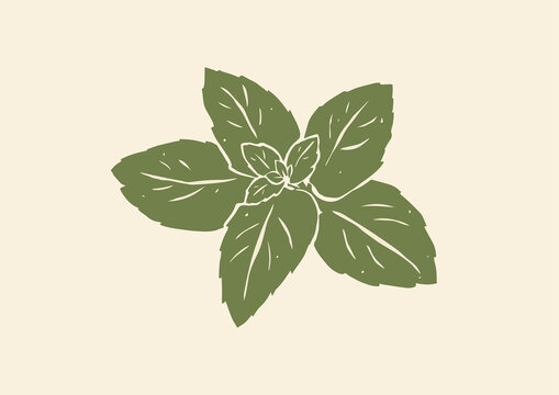 矢量薄荷