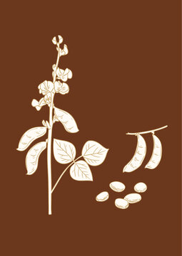 矢量白扁豆