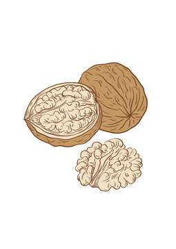 矢量核桃