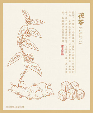 茯苓插畫