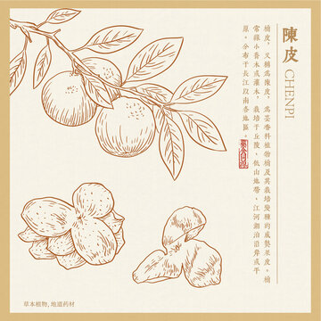 陳皮