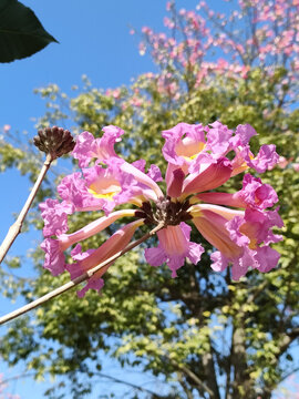 掌葉黃鐘木花紫花風鈴木花