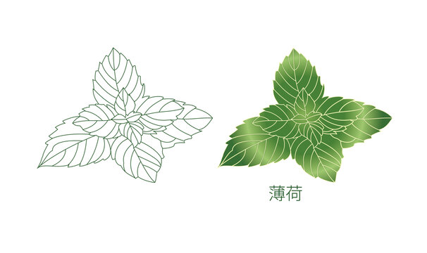 薄荷