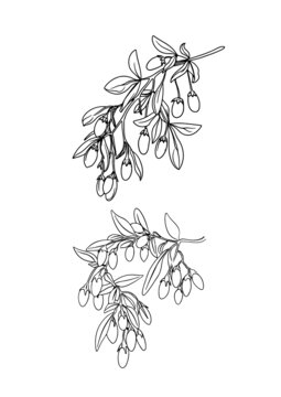 枸杞線稿插畫(huà)