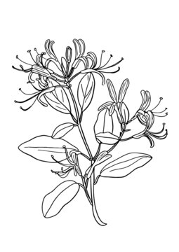 金銀花線稿插畫(huà)