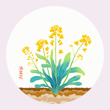 手繪油菜花