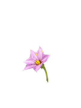 免扣素茄瓜花朵