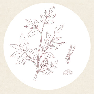 甘草白描線稿