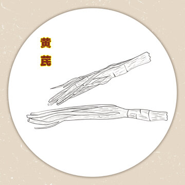 手繪中藥黃芪線稿插畫