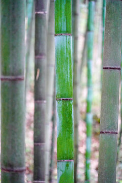 竹子背景