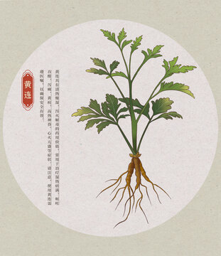 黃連中草藥國(guó)潮國(guó)風(fēng)水彩插畫(huà)