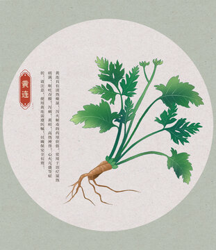 黃連中草藥國(guó)潮國(guó)風(fēng)水彩插畫