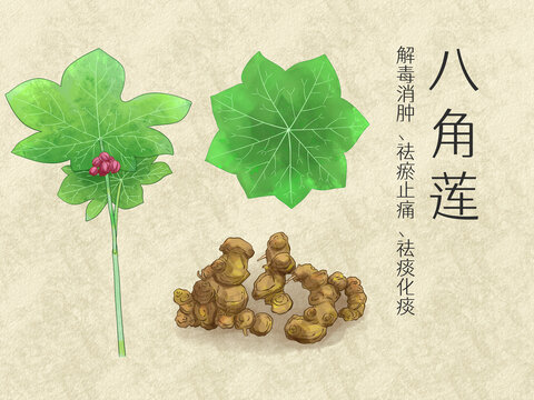 手繪水彩中藥藥材八角蓮插畫