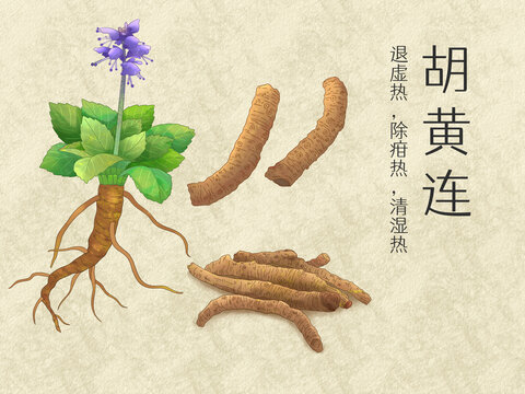 手繪水彩中藥藥材胡黃連插畫