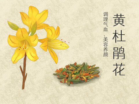 手繪水彩中藥藥材黃杜鵑插畫