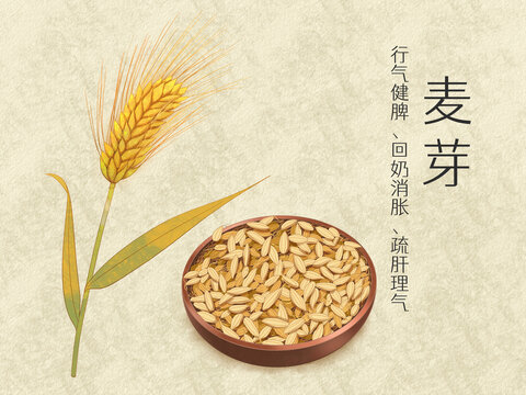 手繪水彩中藥藥材麥芽插畫