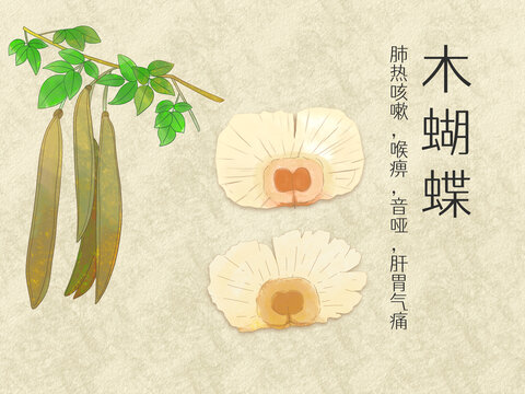 手繪水彩中藥藥材木蝴蝶插畫