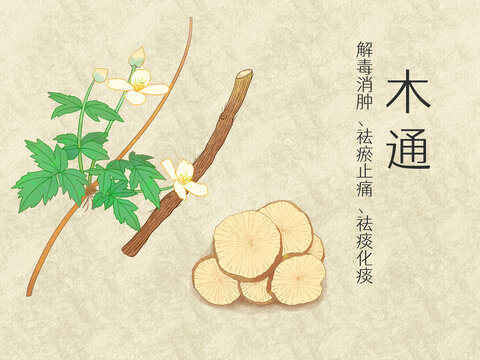 手繪水彩中藥藥材木通插畫