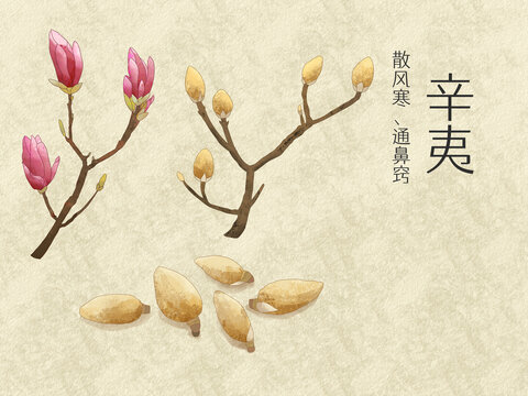 手繪水彩中藥藥材辛夷插畫