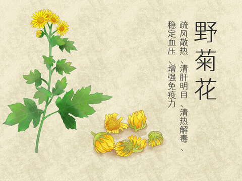 手繪水彩中藥藥材野菊花插畫
