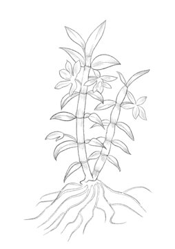 石斛中草藥國潮國風(fēng)水彩插畫