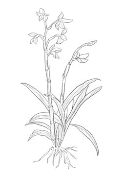石斛中草藥國潮國風(fēng)水彩插畫