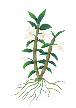 石斛中草藥國潮國風(fēng)水彩插畫
