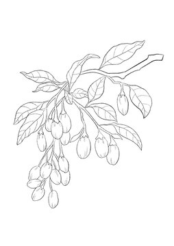 枸杞中草藥國潮國風(fēng)插畫