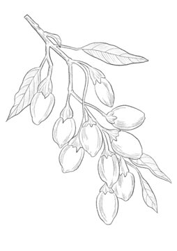 枸杞中草藥國潮國風插畫