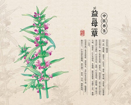 益母草