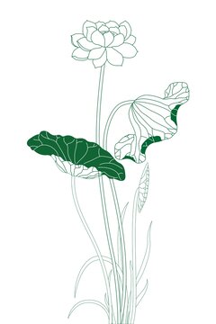 荷花簡筆畫