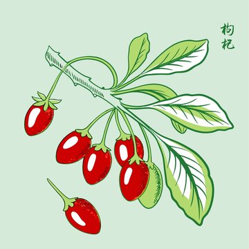 枸杞