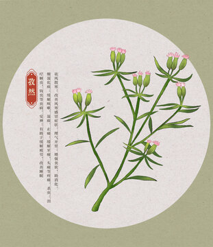 孜然中草藥國潮國風(fēng)水彩插畫