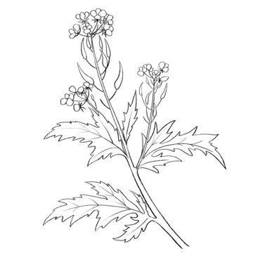 白芥子線稿手繪中藥材水彩插畫