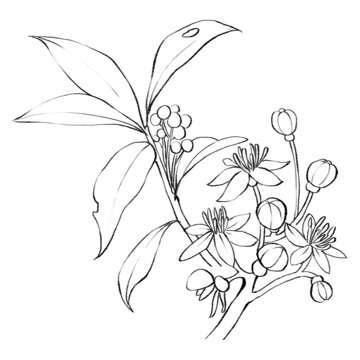 常山線稿手繪中藥材水彩插畫
