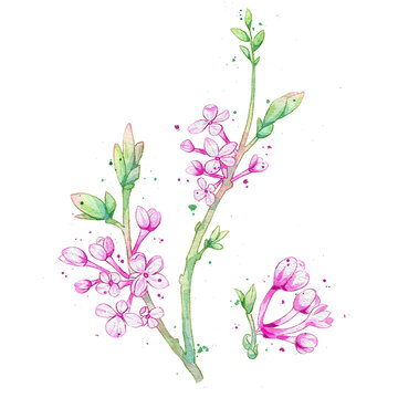 芫花手繪中藥材水彩插畫