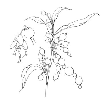 薏苡線稿手繪中藥材水彩插畫