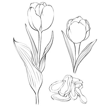 郁金香線稿手繪中藥材水彩插畫