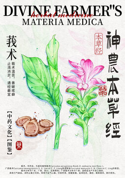 莪術(shù)中藥材水彩設(shè)計模版