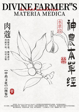 肉蔻中藥材水彩設(shè)計(jì)模版線稿