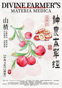 山楂中藥材水彩設(shè)計模版
