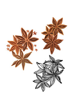 八角香料矢量插畫