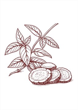 甘草