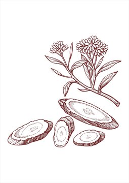 黃芪