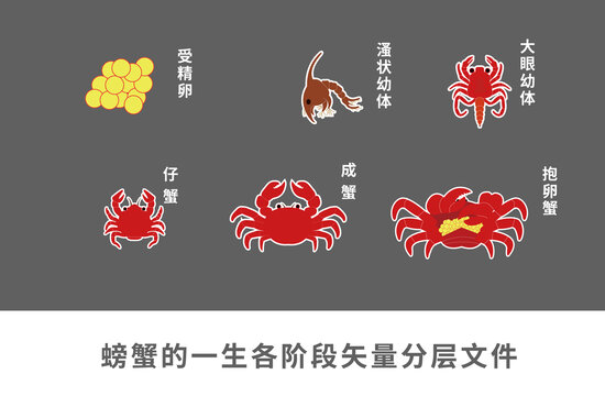 螃蟹的一生