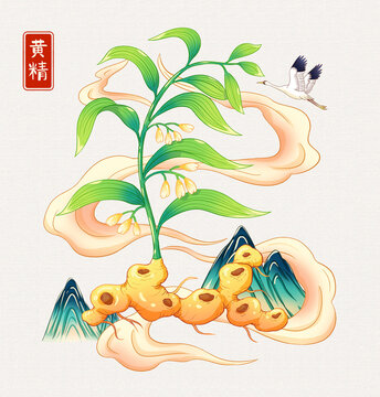 黃精插畫(huà)手繪