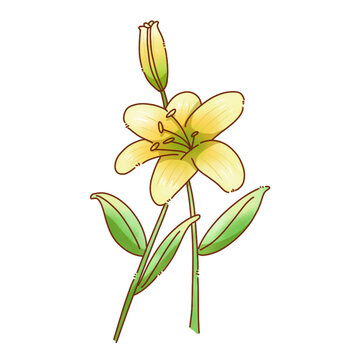 可愛(ài)百合花分層