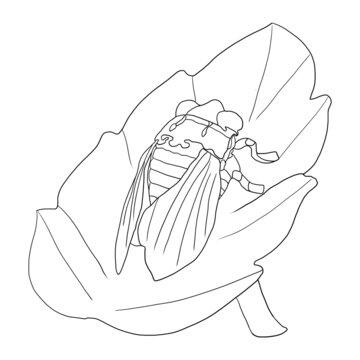 金蟬玉葉