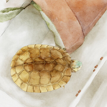 寵物烏龜黃喉擬水龜