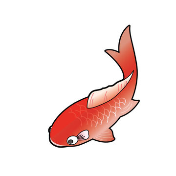 錦鯉